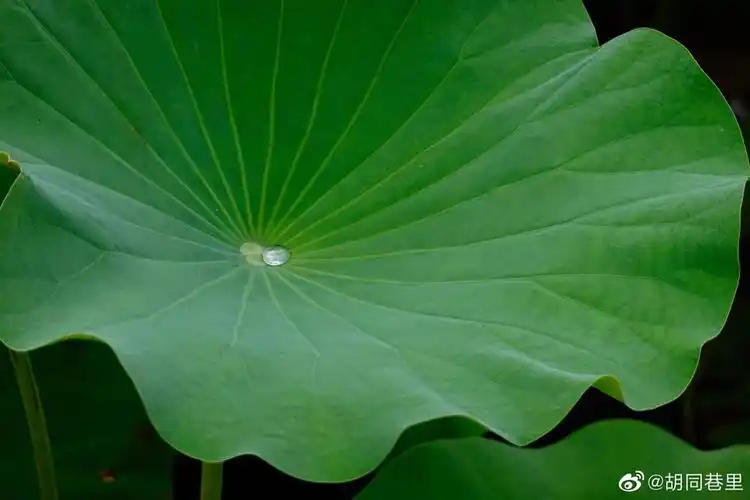 绿盘[微风]清露静心修已 - 堆糖,美图壁纸兴趣社区