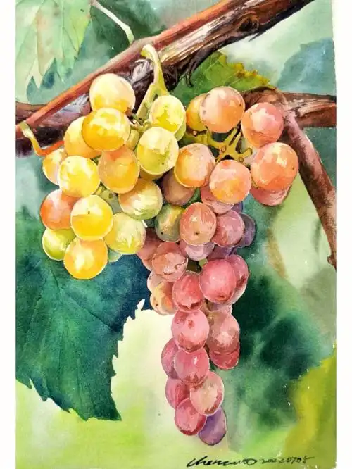 来自星星的艺术家  #水彩画教程  #水彩画  #水彩水果