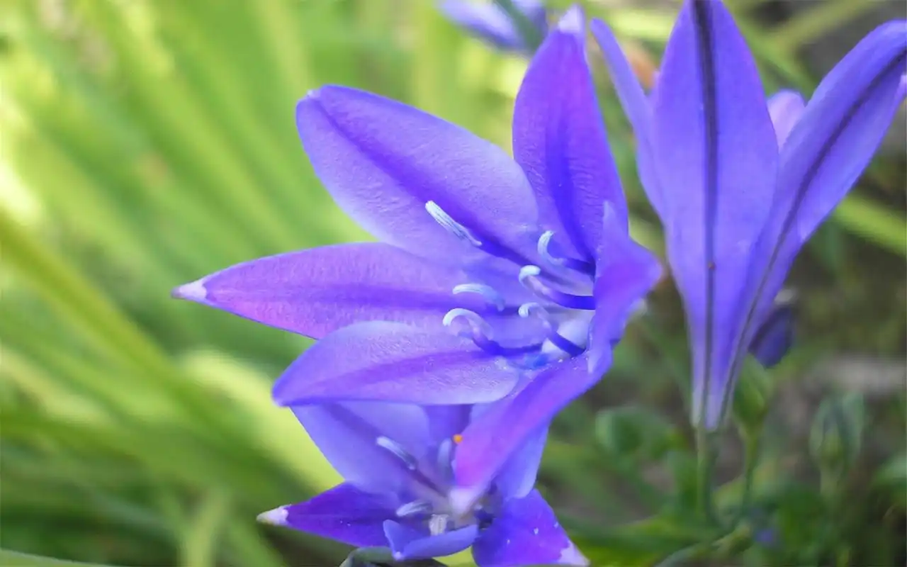 唯美紫色系花卉高清电脑桌面主题壁纸图片