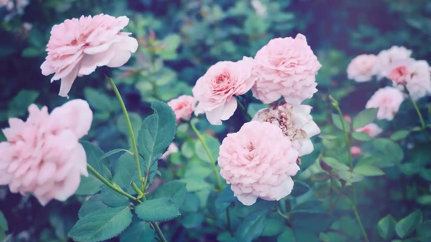 唯美小清新花卉植物风景图片桌面壁纸