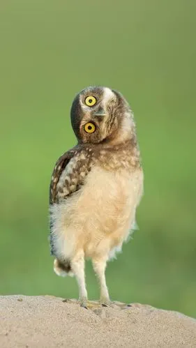 第五弹(歪头看你)