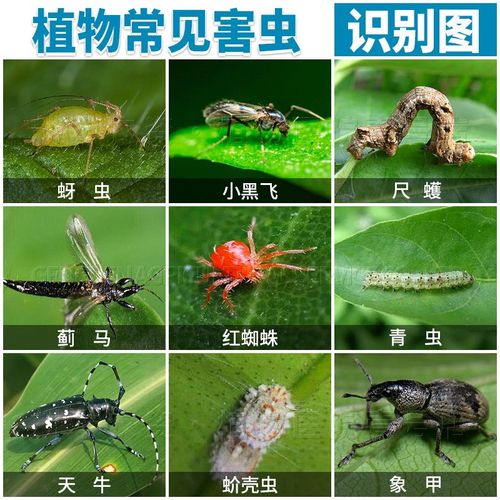 花盆土壤杀小点白虫跳虫烟灰虫潮虫鼠妇千足虫马陆虫卵的药杀虫剂