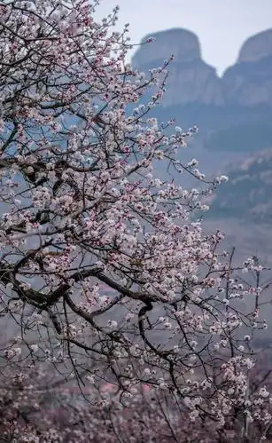 美哉长清魅力张夏杏花最美快来这里约会春天