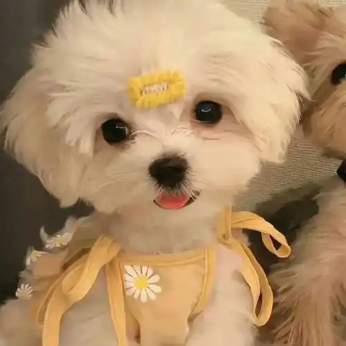 有趣头像 | 亿点可爱的萌宠头像_男女_来自_网络