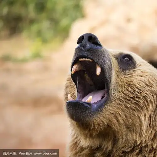 棕熊咆哮的特写