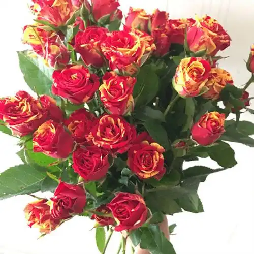 幻彩水晶!_月季资讯_月季资讯_月季帮-中国月季网