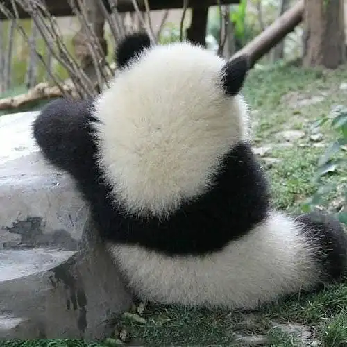 国宝级背影也太可爱了吧#熊猫宝宝的背影也太萌了吧~91.