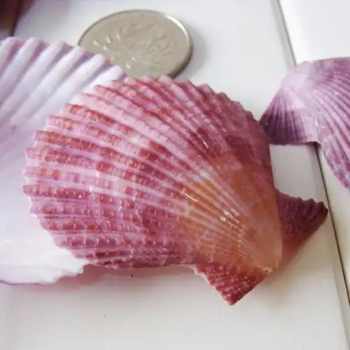 天然紫贝壳紫色扇贝海螺贝壳diy家居鱼缸地台海螺