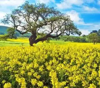 八方聚财聚宝盆山水风景画(旺财旺人山水画)