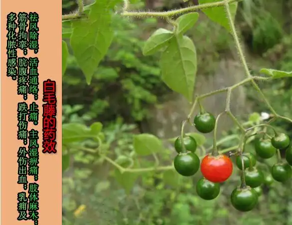 白毛藤主治请热利湿祛风解毒治疟疾黄疸水肿淋病风湿关节痛丹毒疔疮