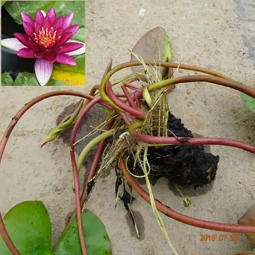 水生花卉池塘红花睡莲 大块睡莲种根批发 红花睡莲种块