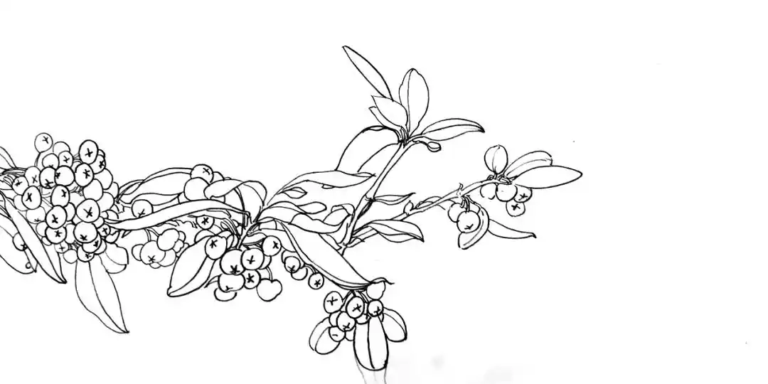 植物白描写生