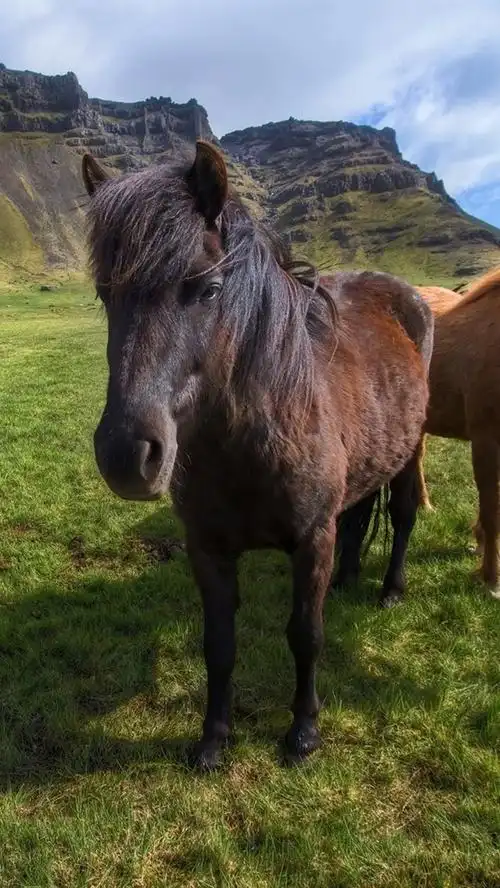 马,草,动物摄影 iphone 壁纸
