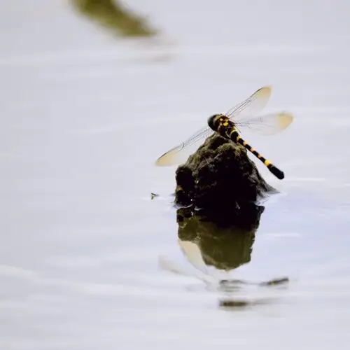蜻蜓点水(组图)