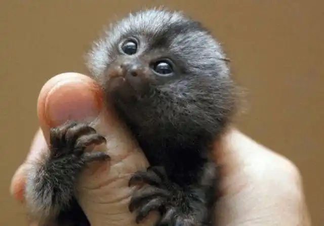 世界上最小的猫每天躺在主人手掌上打盹