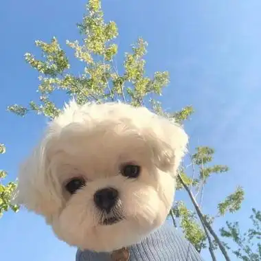 头像狗狗可爱蠢萌清新