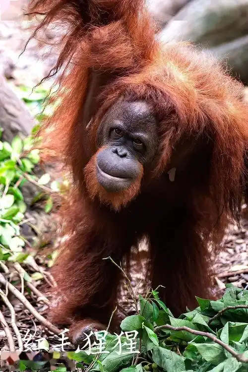 中国非人灵长类的现状与保护