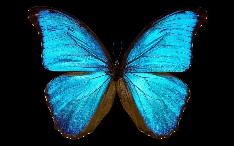 梦幻蝴蝶唯美高清桌面壁纸