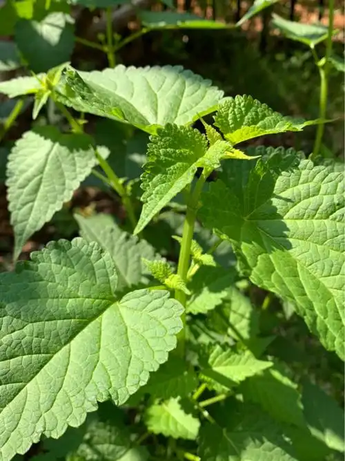 霍香长什么样子
