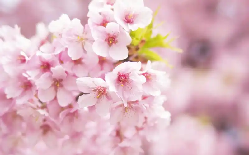 唯美迷人的樱花风景桌面壁纸