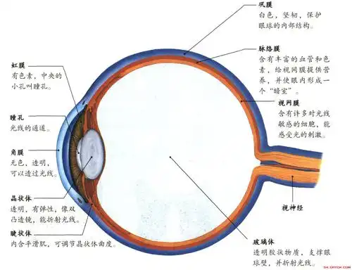 人的眼球近似球体,由眼球壁和眼球的内容物构成,其基本结构和功能如图