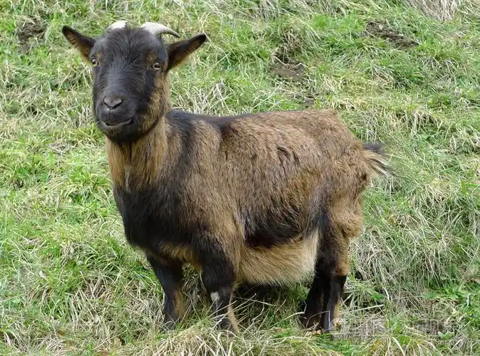 山羊的一只羊在草地上看着前方的形象