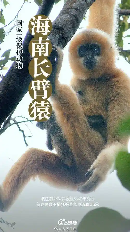 稀有动物有哪些(中国稀少的动物有哪些) - 外卖家园