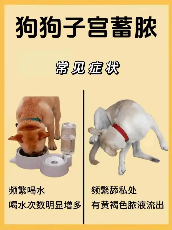 新手养狗 | 遇到狗狗子宫蓄脓怎么办?子宫蓄脓是比较容易复发 - 抖音