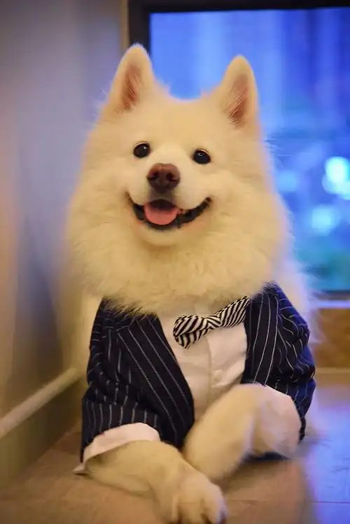 动物 猫咪 狗呆萌 喵星可爱 宠物 自然 海量萌宠尽在 ------>