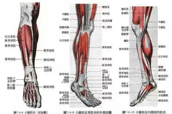 小腿位置:小腿,是人体腿部"膝盖以下,脚踝以上"的部分的器官.