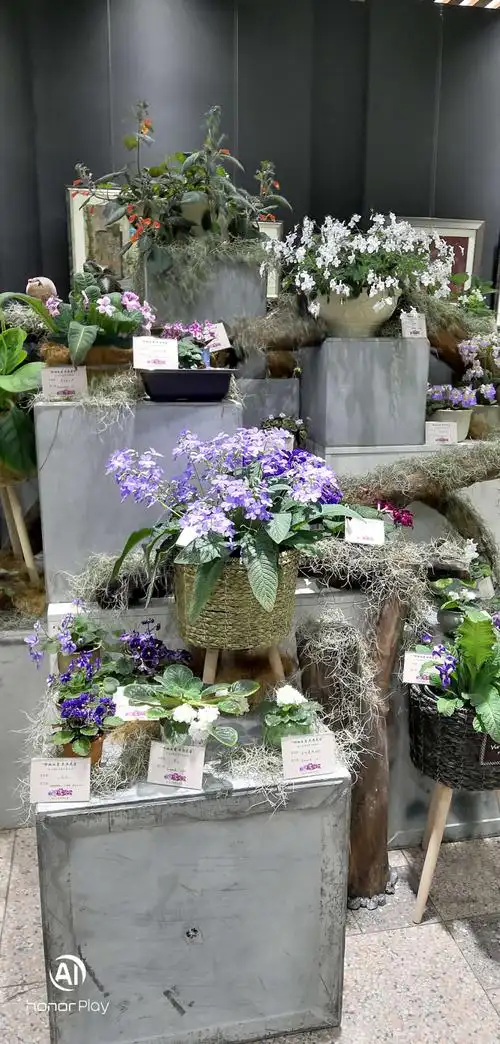 上海植物园室内花展
