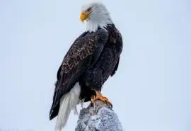 冬季雪中动物自由翱翔的老鹰高清图片桌面壁纸下载第二辑高清大图预览