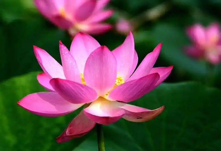 《荷花深处》寂天耀佛法师优秀短文欣赏