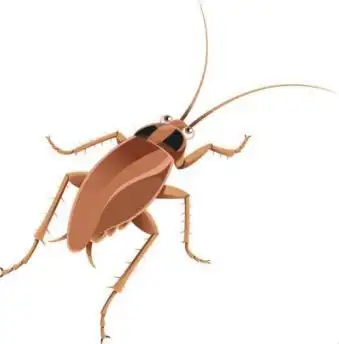 在四川这边叫偷油婆,广东一带叫甴曱(yóu yuē),湖北叫灶妈子,虽然