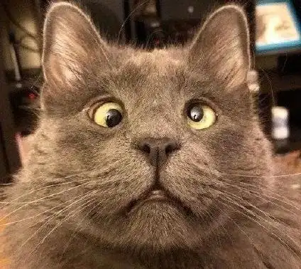 你见过最丑的猫长什么样?我今天算是开了眼了!