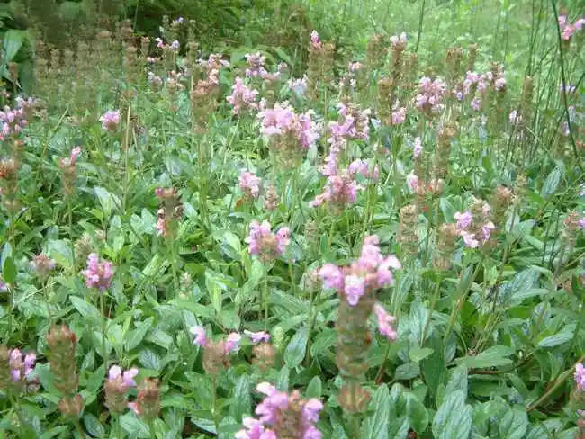 p>夏枯草(学名: i>prunella vulgaris  /i>l),别名:麦穗夏枯草,铁线
