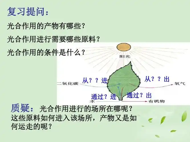 3.3光合作用的场所ppt