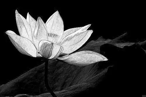 求莲花的素描图,多找几张!