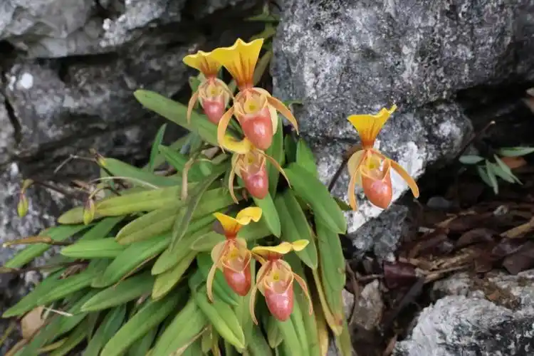 弄岗保护区监测到国家一级重点保护植物——海伦兜兰十朵同时绽放