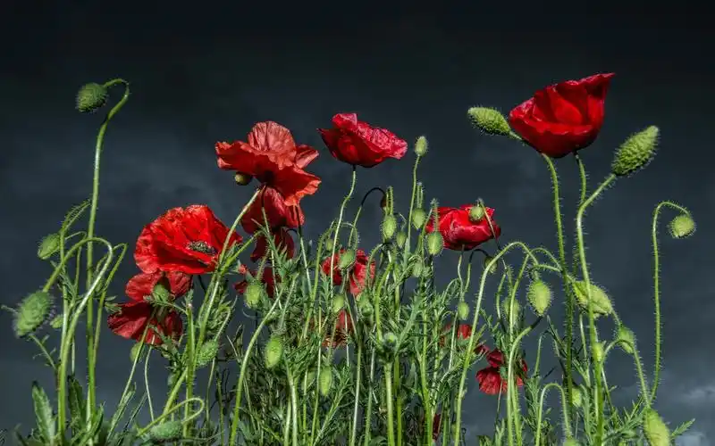 罂粟花,花卉,电脑壁纸,壁纸罂粟花
