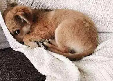 主人的这5行为会让狗狗伤心难过,你都知道吗