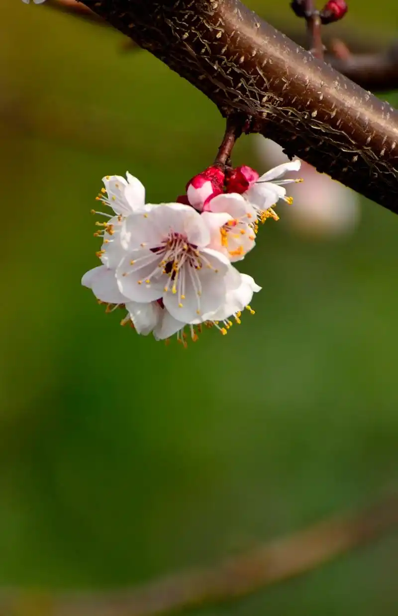 杏花