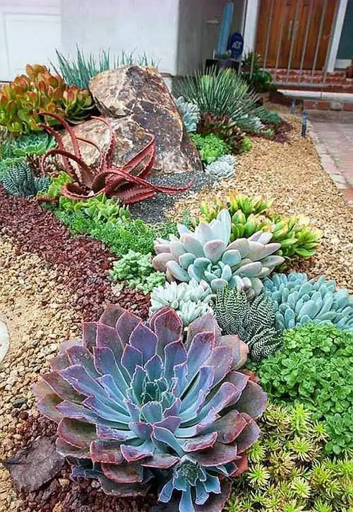 城里地栽2个月,多肉长"野生种"