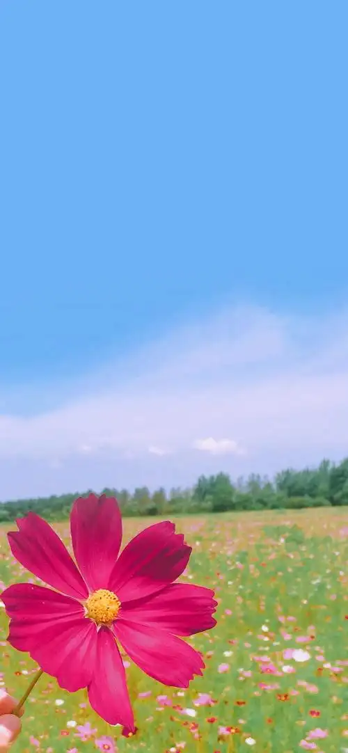 蓝色天空小清新植物高清手机壁纸