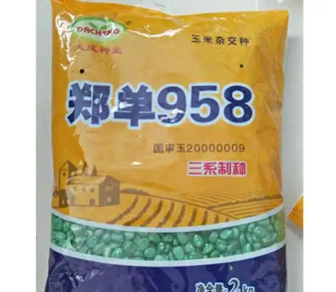 郑单958是中国玉米育种史上里程碑式的种子,中国玉米的育种水平提高了