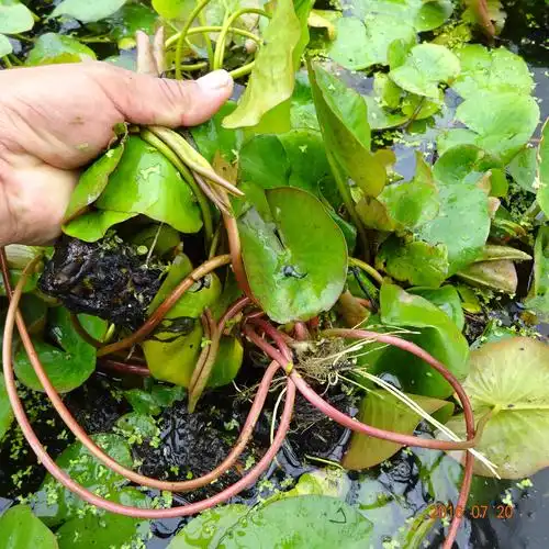 水生花卉池塘红花睡莲 大块睡莲种根批发 红花睡莲种块