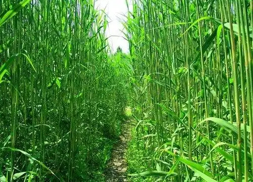 芦根什么时候挖最好-植物说
