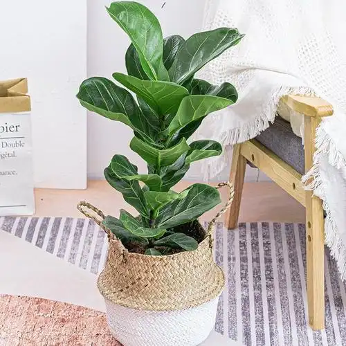 【佛山树】-佛山树厂家,品牌,图片,热帖-阿里巴巴