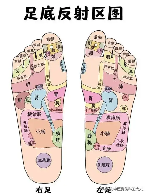 足底反射区对照解析,建议收藏!