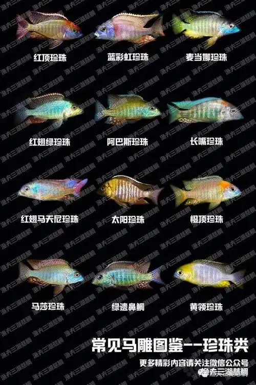 【三湖慈鲷】普及一下珍珠类